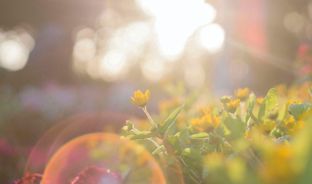 Stock photo of yellow spring flowers blooming.